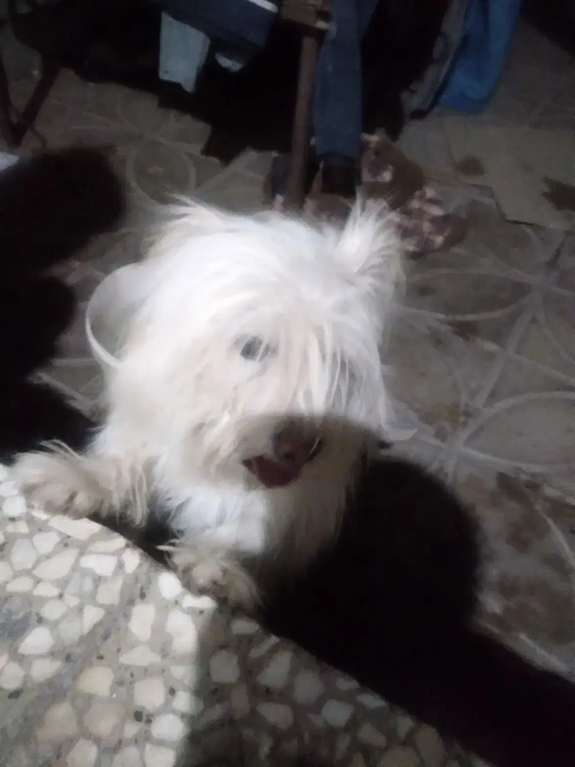 سگ،پشمالو|سگ|گنبکی, |دیوار