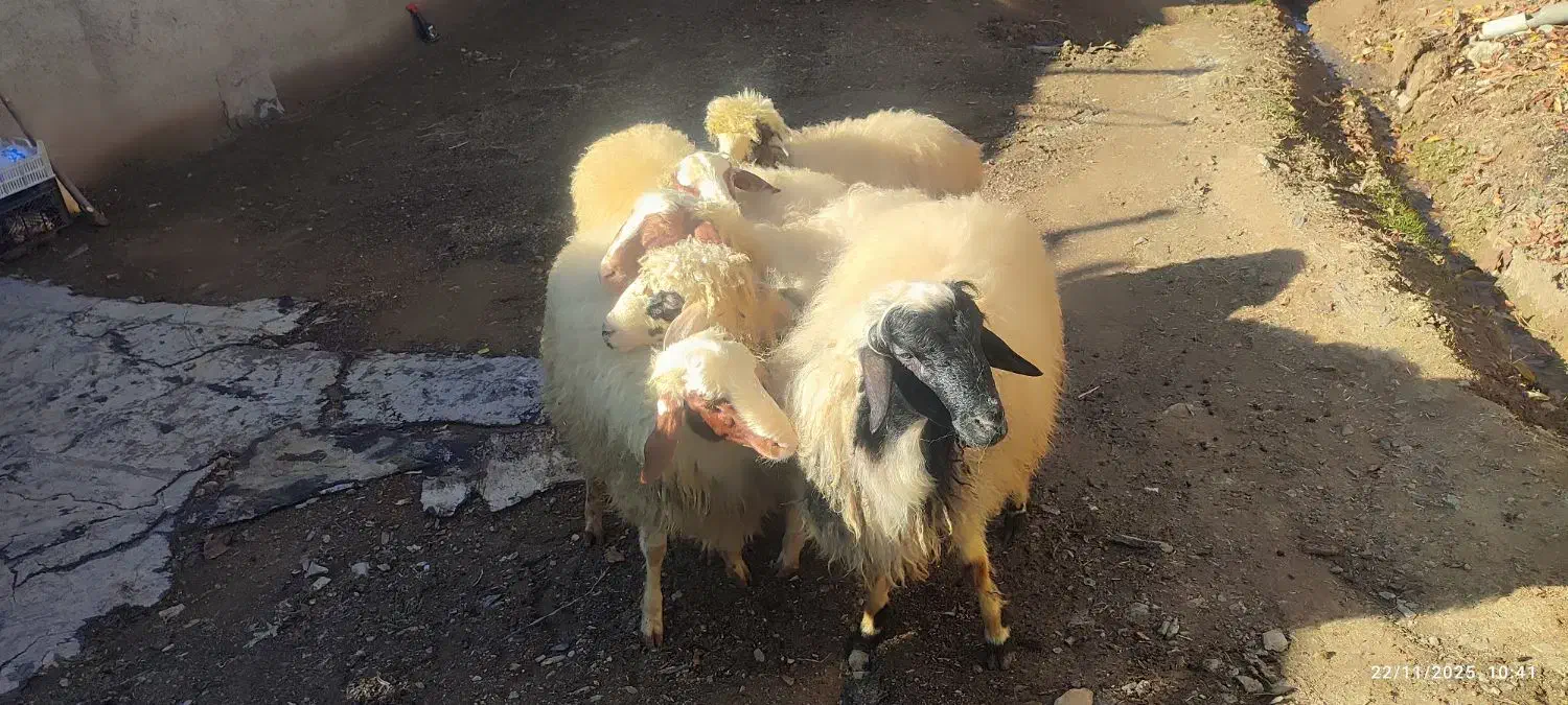 کاور نر گوشتی  6 عدد|حیوانات مزرعه|مریوان, |دیوار