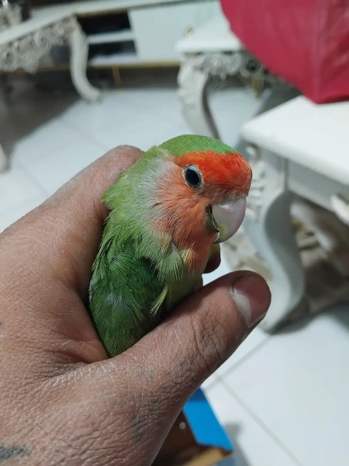 طوطی بریزلی ماده فروشی|پرنده|کرج, احدآباد|دیوار