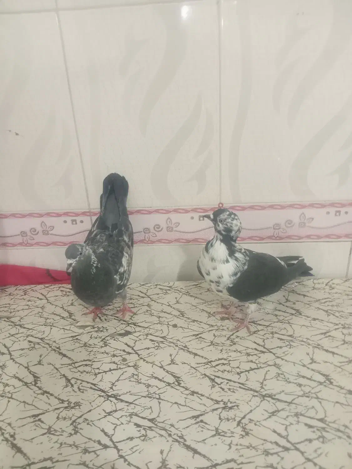 جفت سوسگی دواتا|پرنده|اردبیل, |دیوار