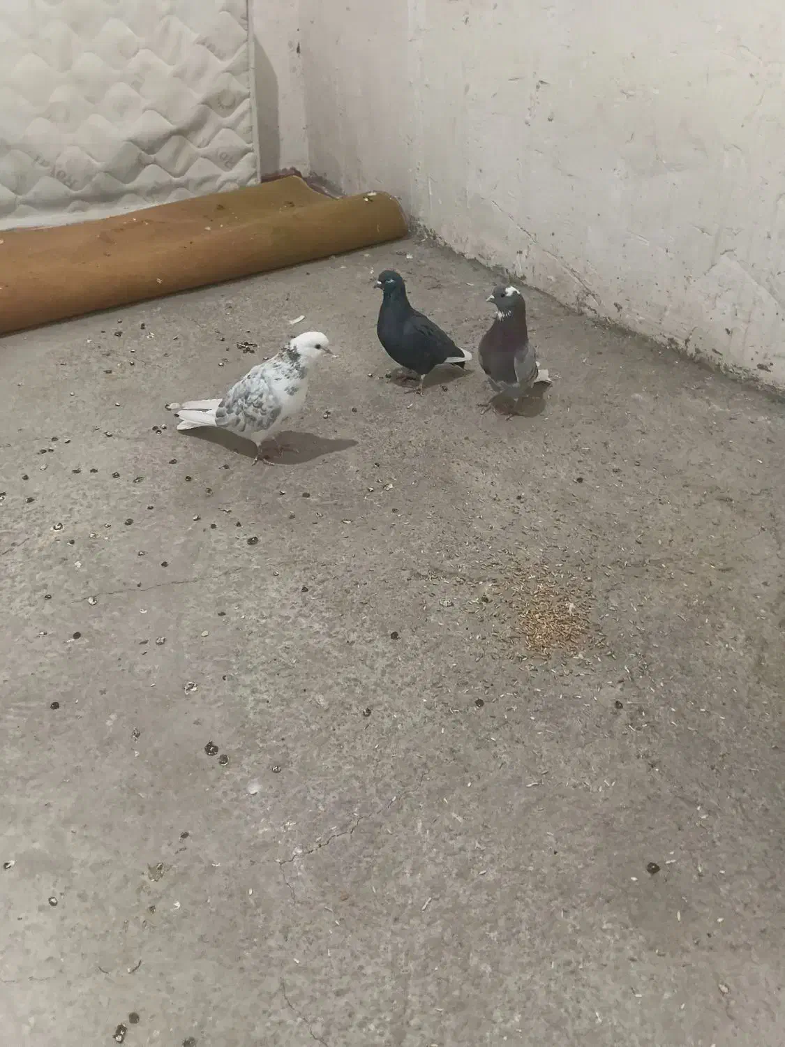 شازدا|پرنده|اردبیل, |دیوار