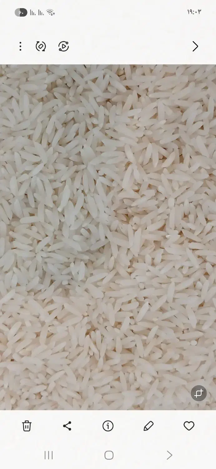 سورت شده فجر سوزنی ۱۷۱و هاشمی ۲۵۳ و لاشه ۱۷۲ت|خوردنی و آشامیدنی|بابکان, |دیوار