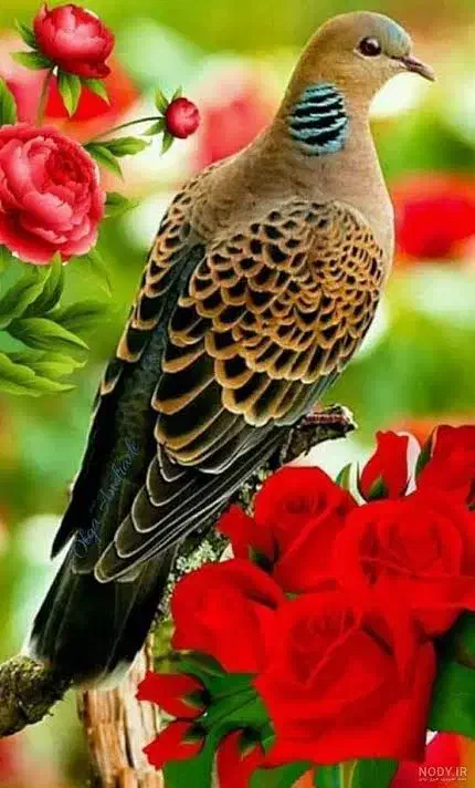 طوطی عکس های بعدی|پرنده|کوهدشت, |دیوار