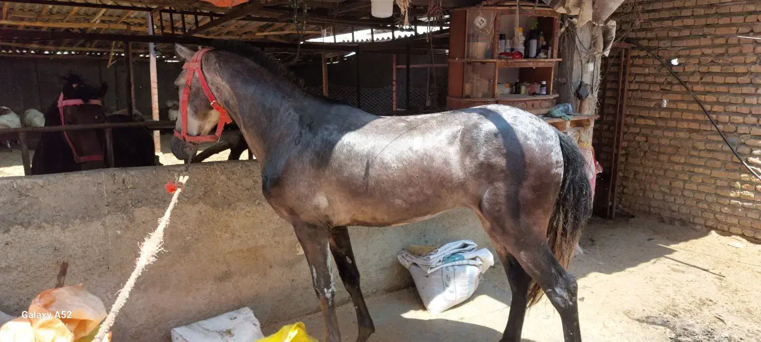 دو عدد اسب کاری|اسب و تجهیزات اسب‌سواری|کردکوی, |دیوار