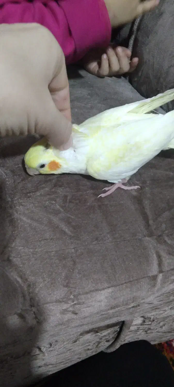 عروس هلندی لوتینو|پرنده|عجب شیر, |دیوار