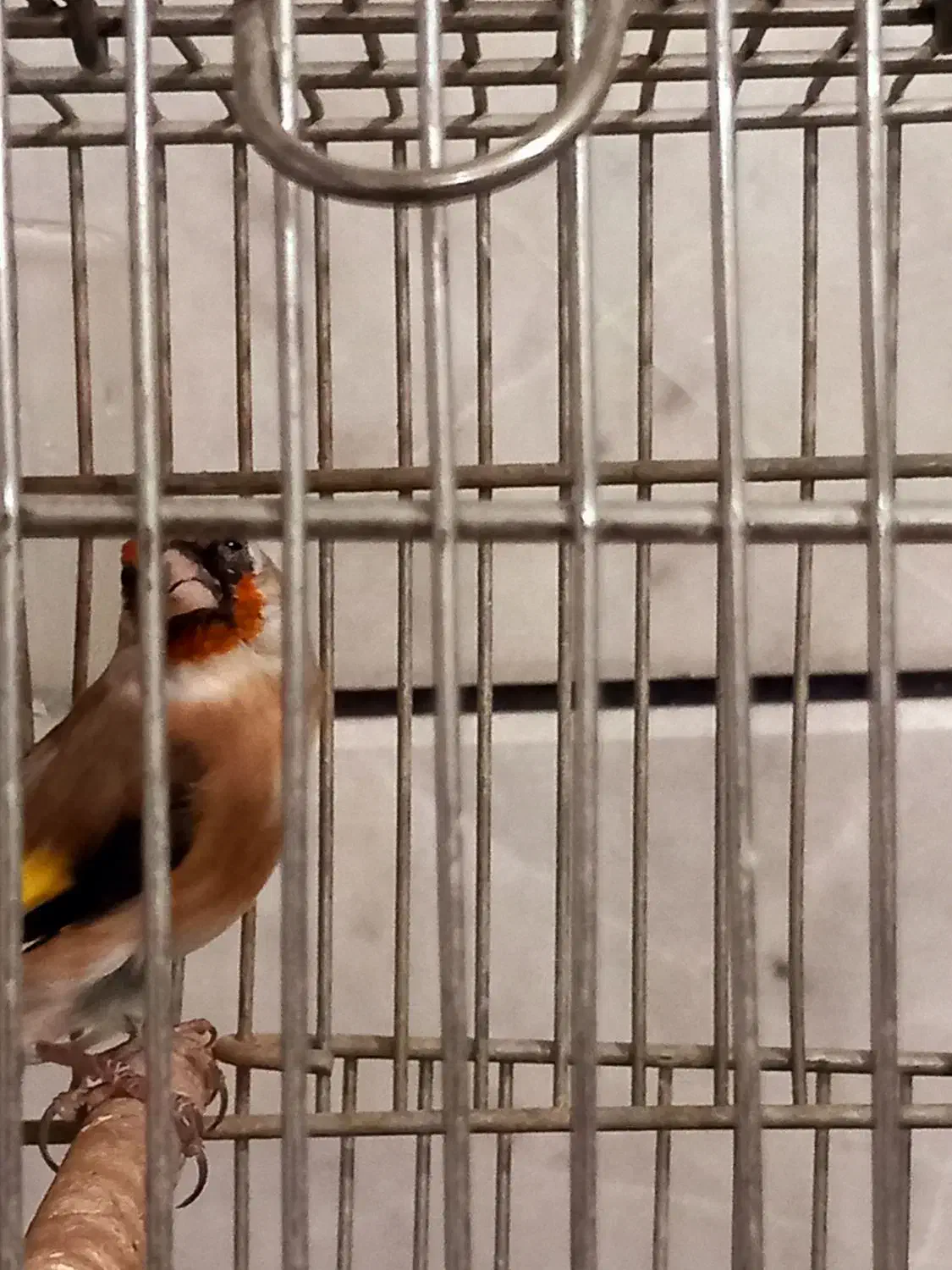 سهره قفسی|پرنده|خمینیشهر, |دیوار