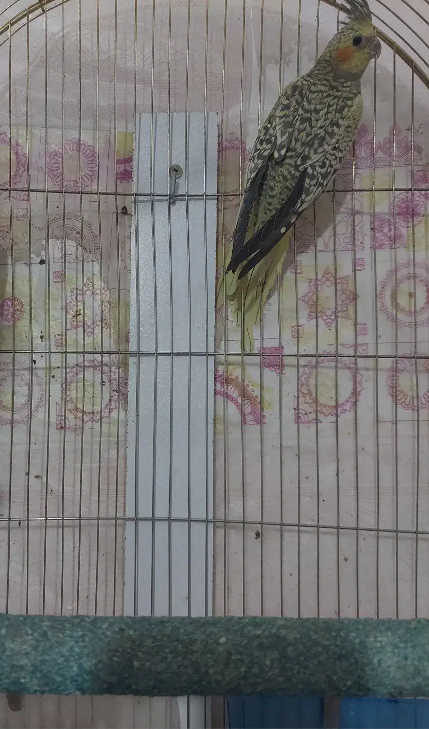 عروس هلندی ماده|پرنده|دامغان, |دیوار