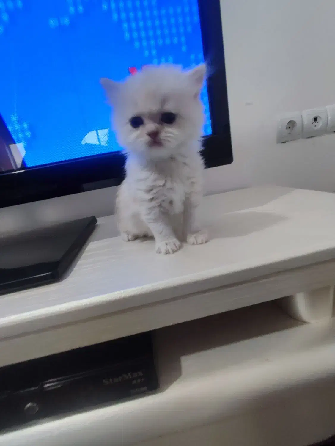 پرشین بریتیش زیبا|گربه|ساری, |دیوار