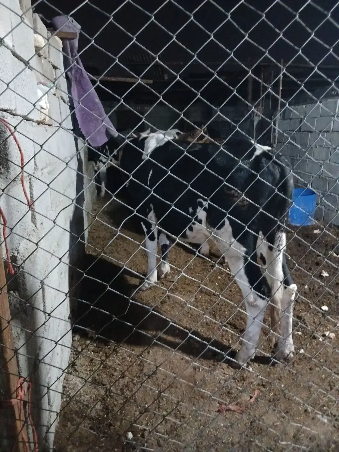 گوساله نر|حیوانات مزرعه|آبادان, |دیوار