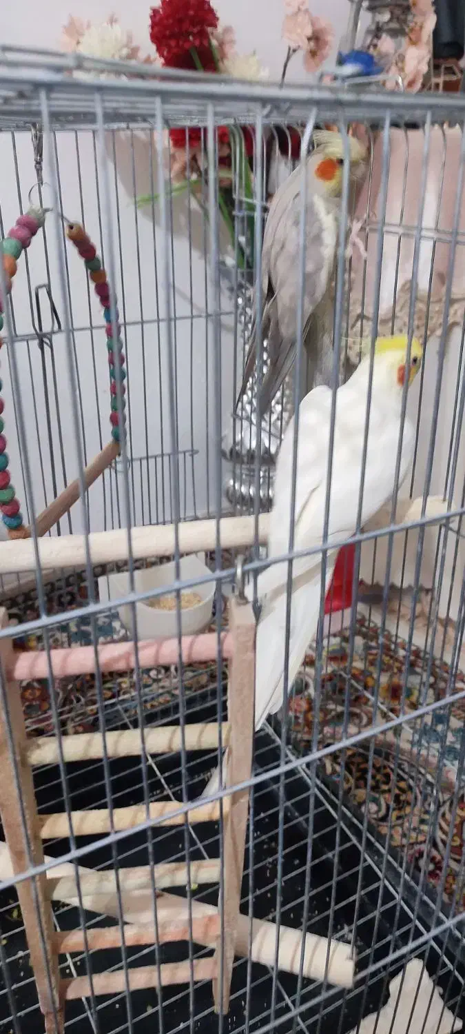 مولد عروس هلندی|پرنده|پاکدشت, پاکدشت (مامازند)|دیوار