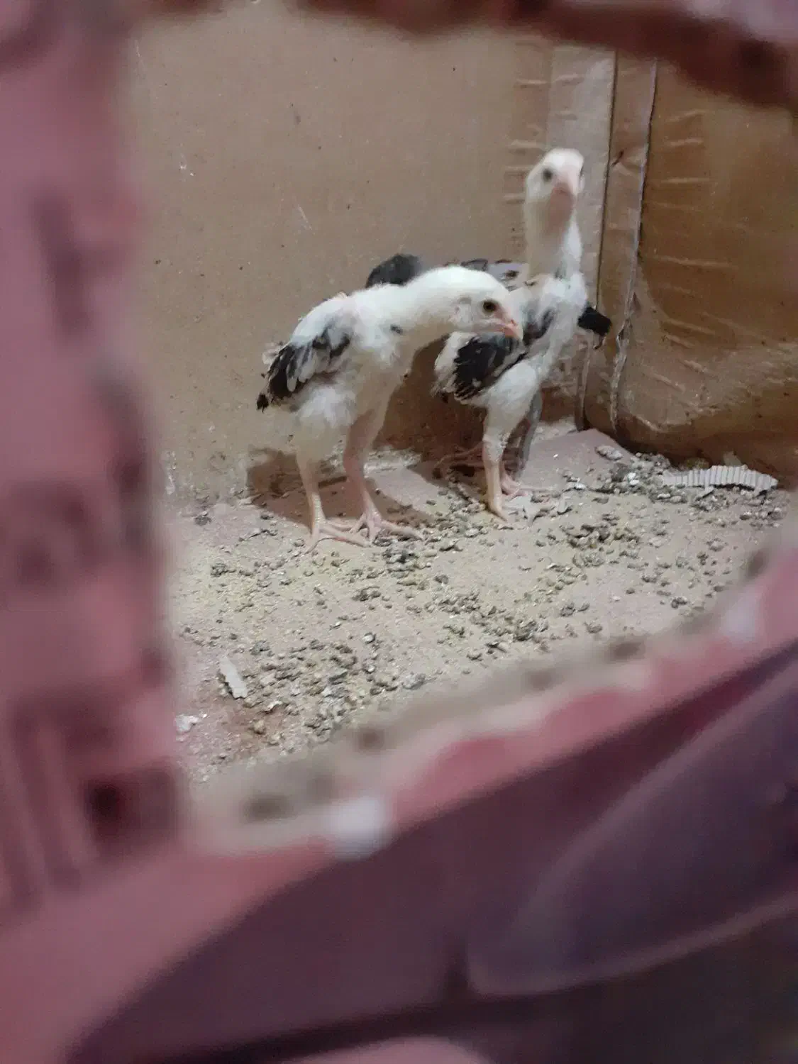 جوجه اوشامواصیلمعاوضه با دانه پارس|حیوانات مزرعه|مزرعه کتول, |دیوار