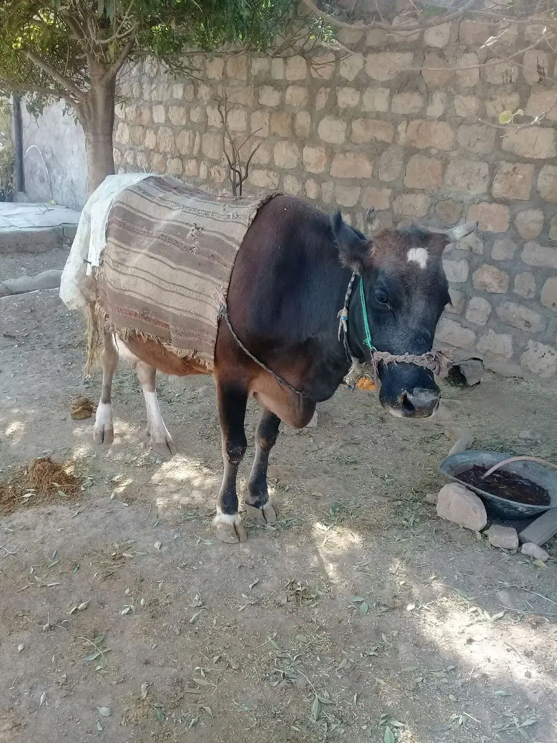 یک راس گاو با گوساله سمینتال|حیوانات مزرعه|گیلان غرب, |دیوار