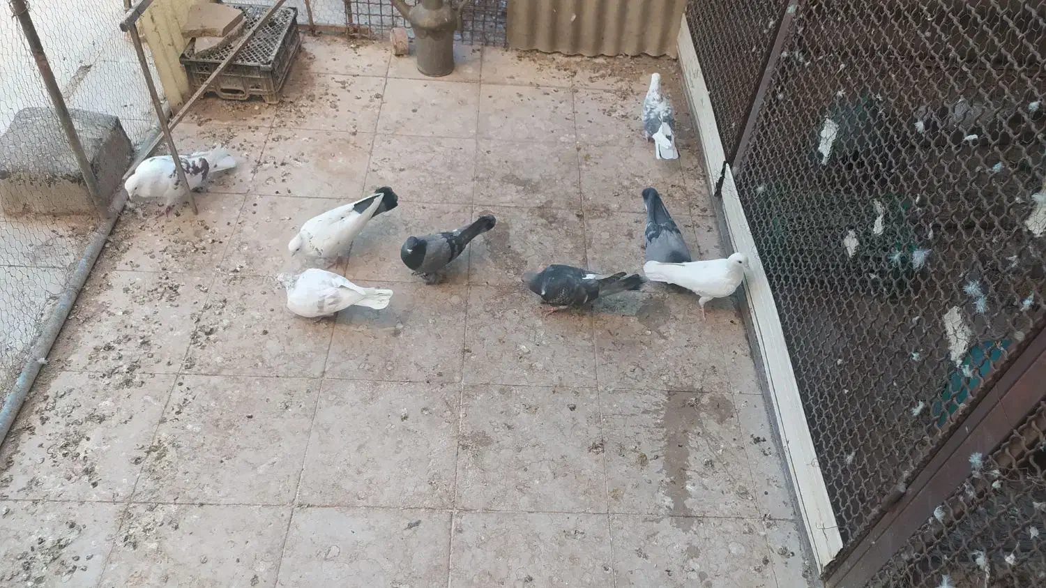 پرنده|پرنده|سمنان, |دیوار