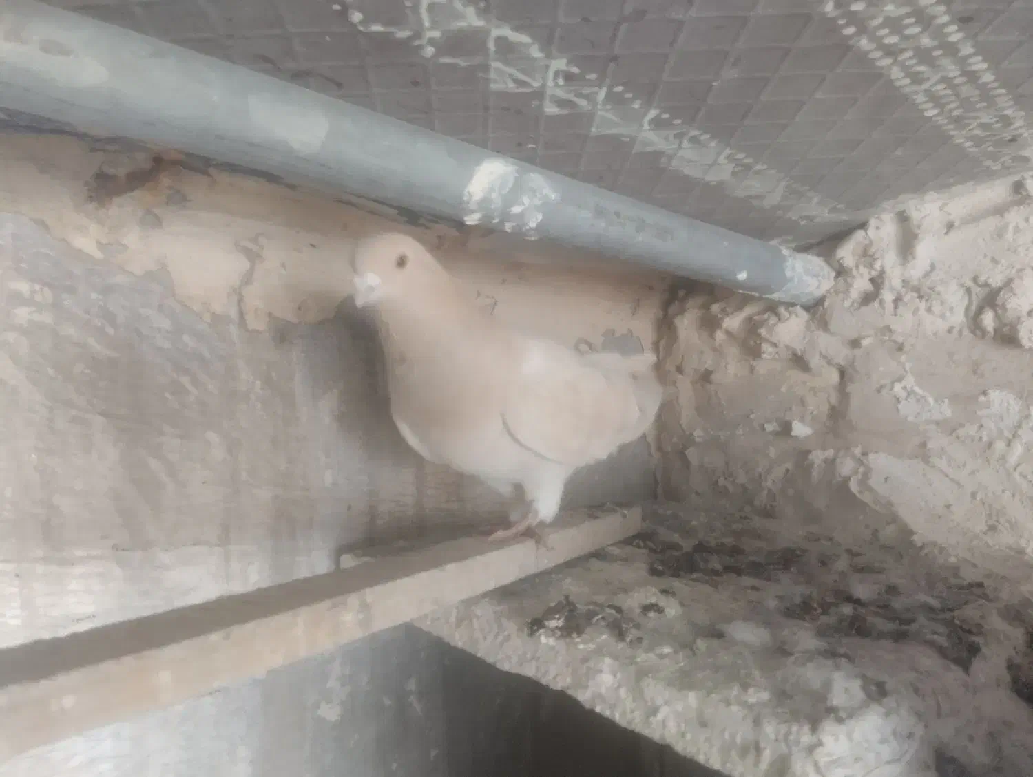 سه عدد کبوتر جوان|پرنده|سنندج, |دیوار