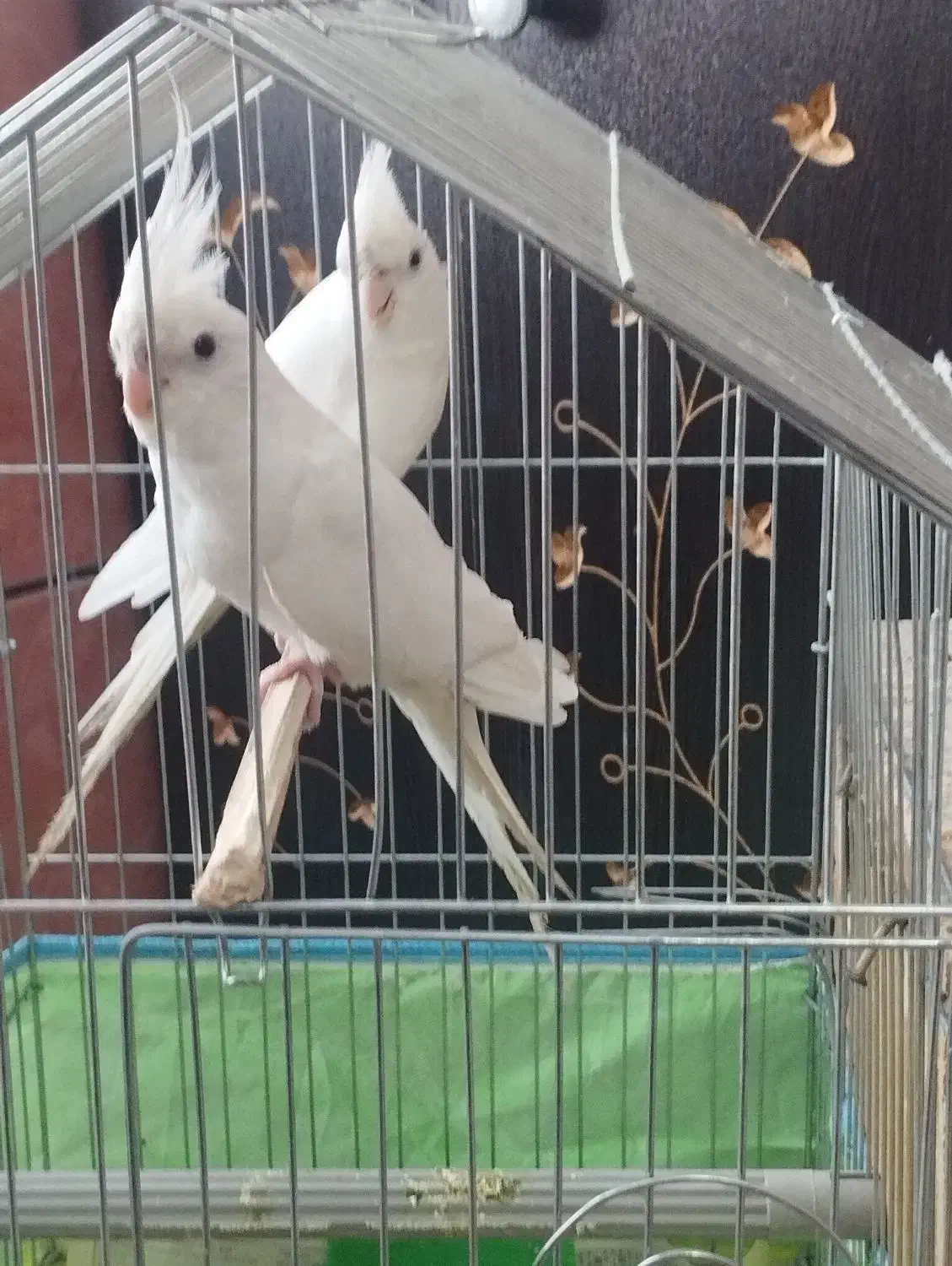 طوطی. سفید|پرنده|میناب, |دیوار