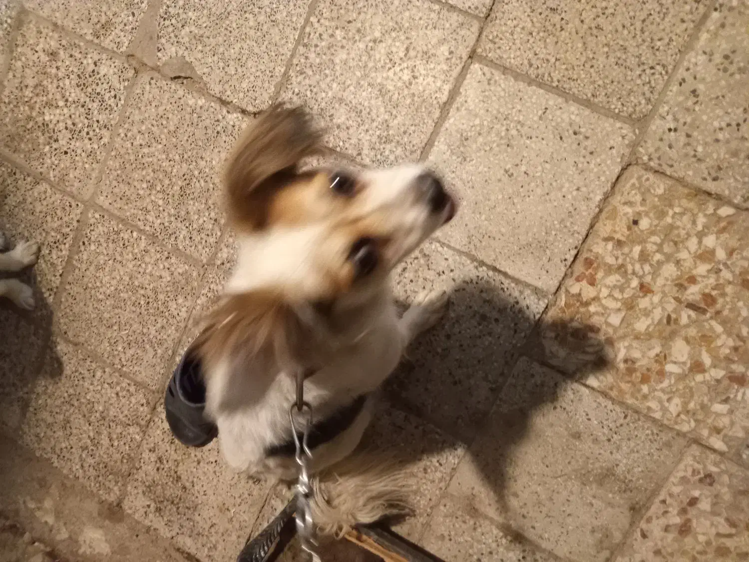 سگ پیداشده|سگ|شهرضا, |دیوار