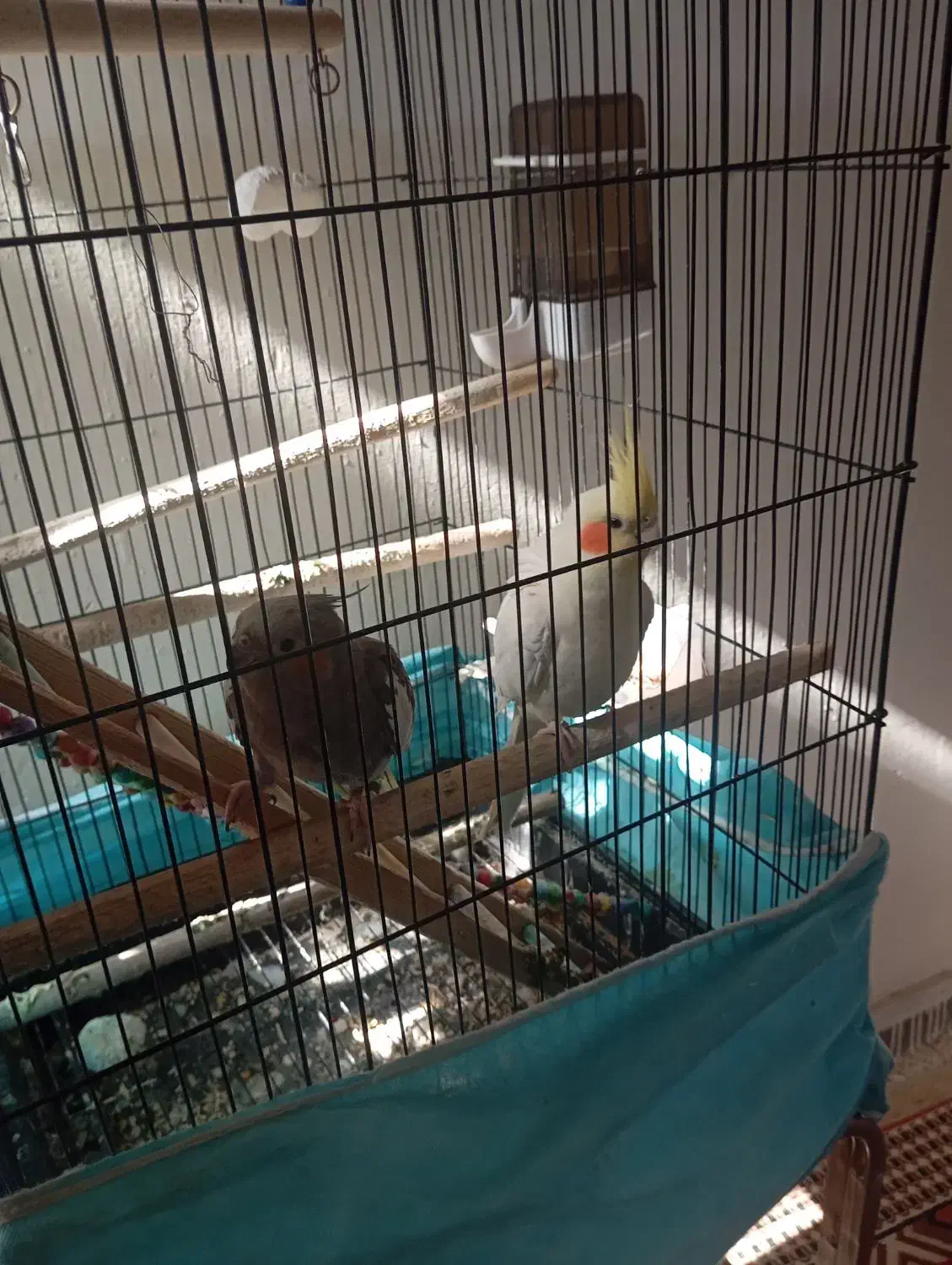 عروس هلندی مولد رو تخم|پرنده|حبیب آباد, |دیوار