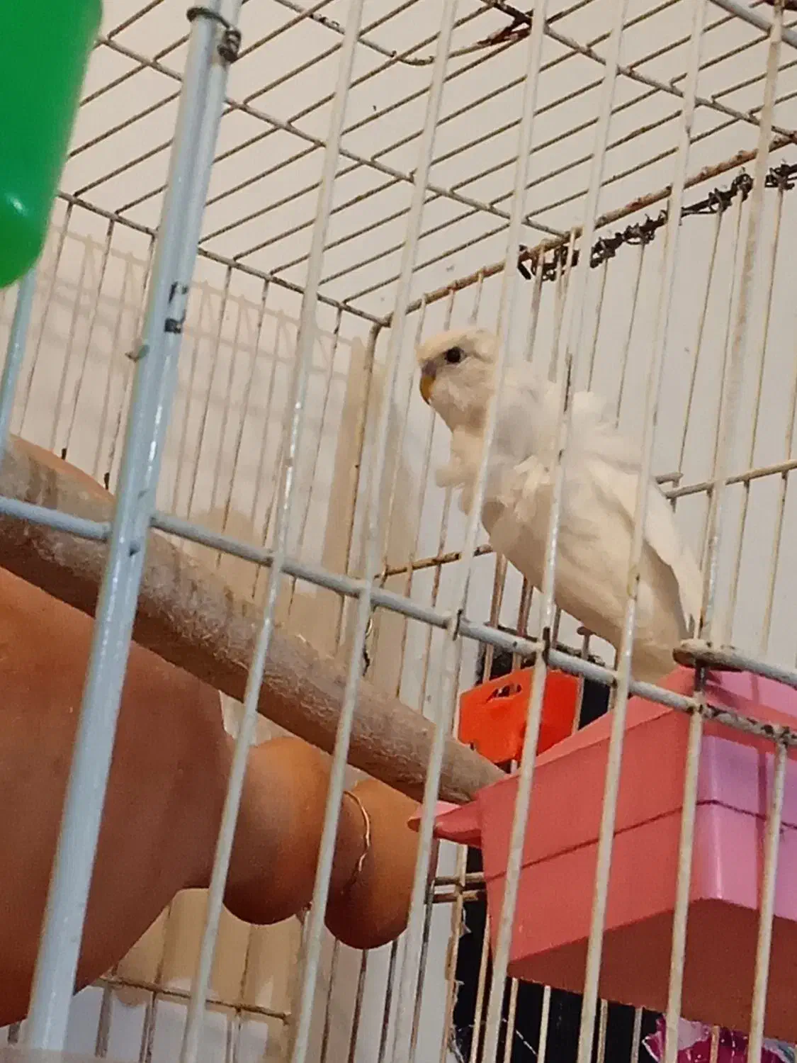 مرغ عشق پروانه‌ی یک جفت|پرنده|نیشابور, چمبران|دیوار