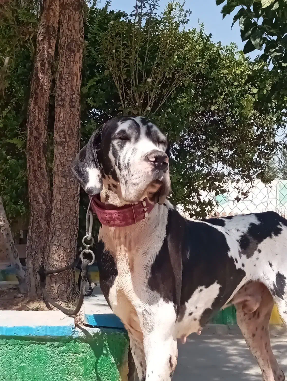 گریت دین نر ۱/۵ساله درشت|سگ|تهران, چیتگر جنوبی|دیوار