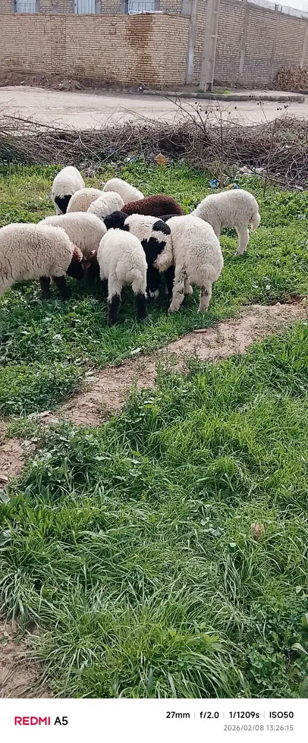 بازدید حمیدیه|حیوانات مزرعه|حمیدیه, |دیوار