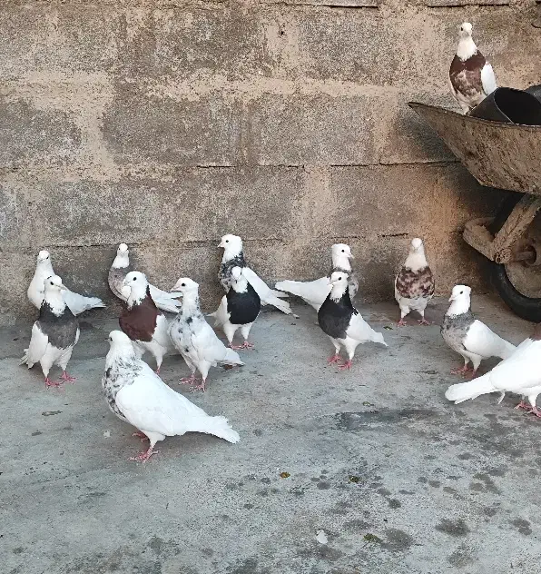 تعداد ۳۰ عدد طوقی|پرنده|اهواز, شریعتی جنوبی|دیوار