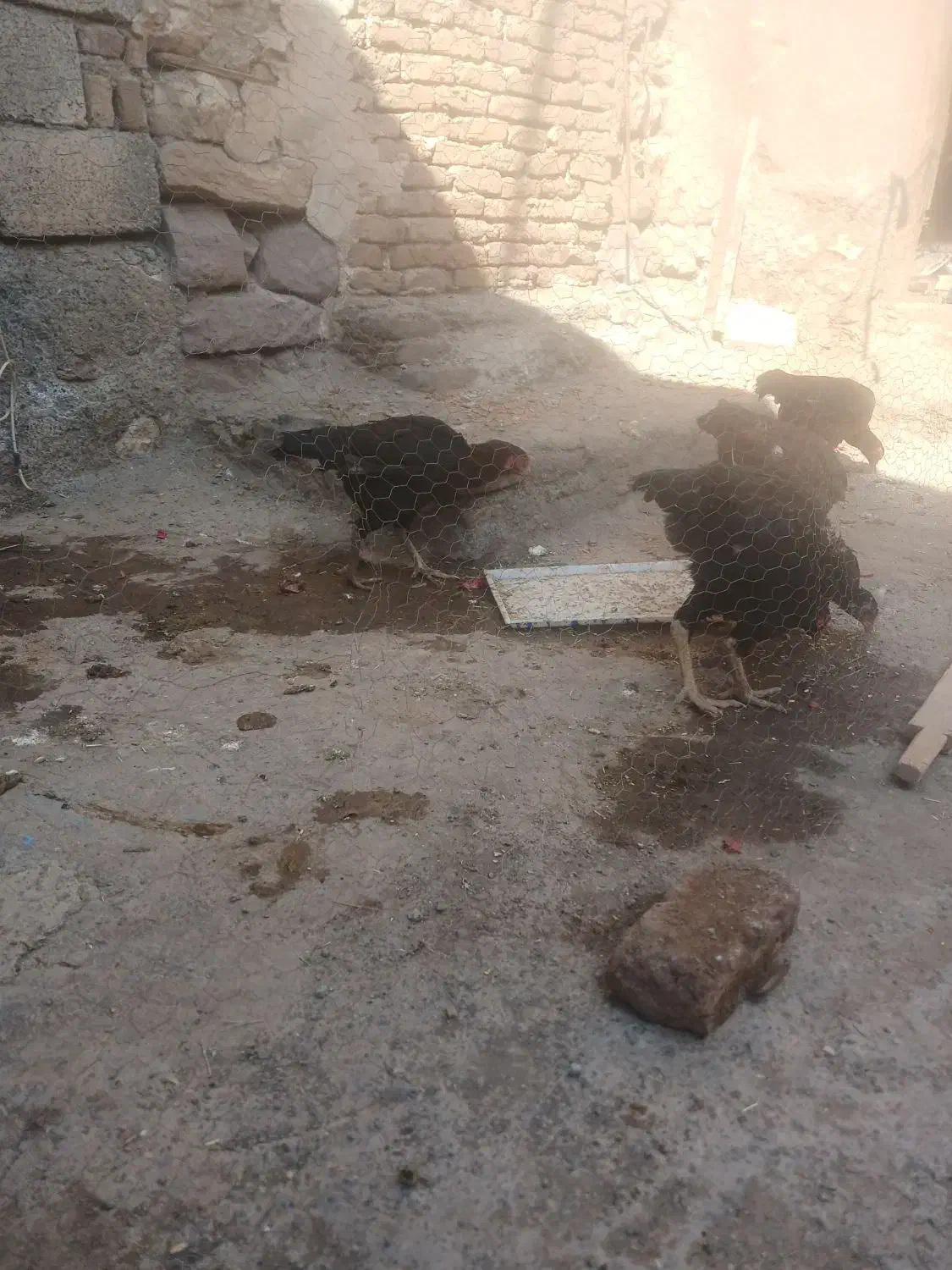 لاری|حیوانات مزرعه|ایواوغلی, |دیوار