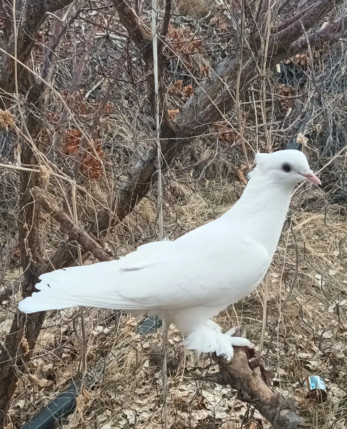 کبوتر شازده|پرنده|ماهنشان, |دیوار