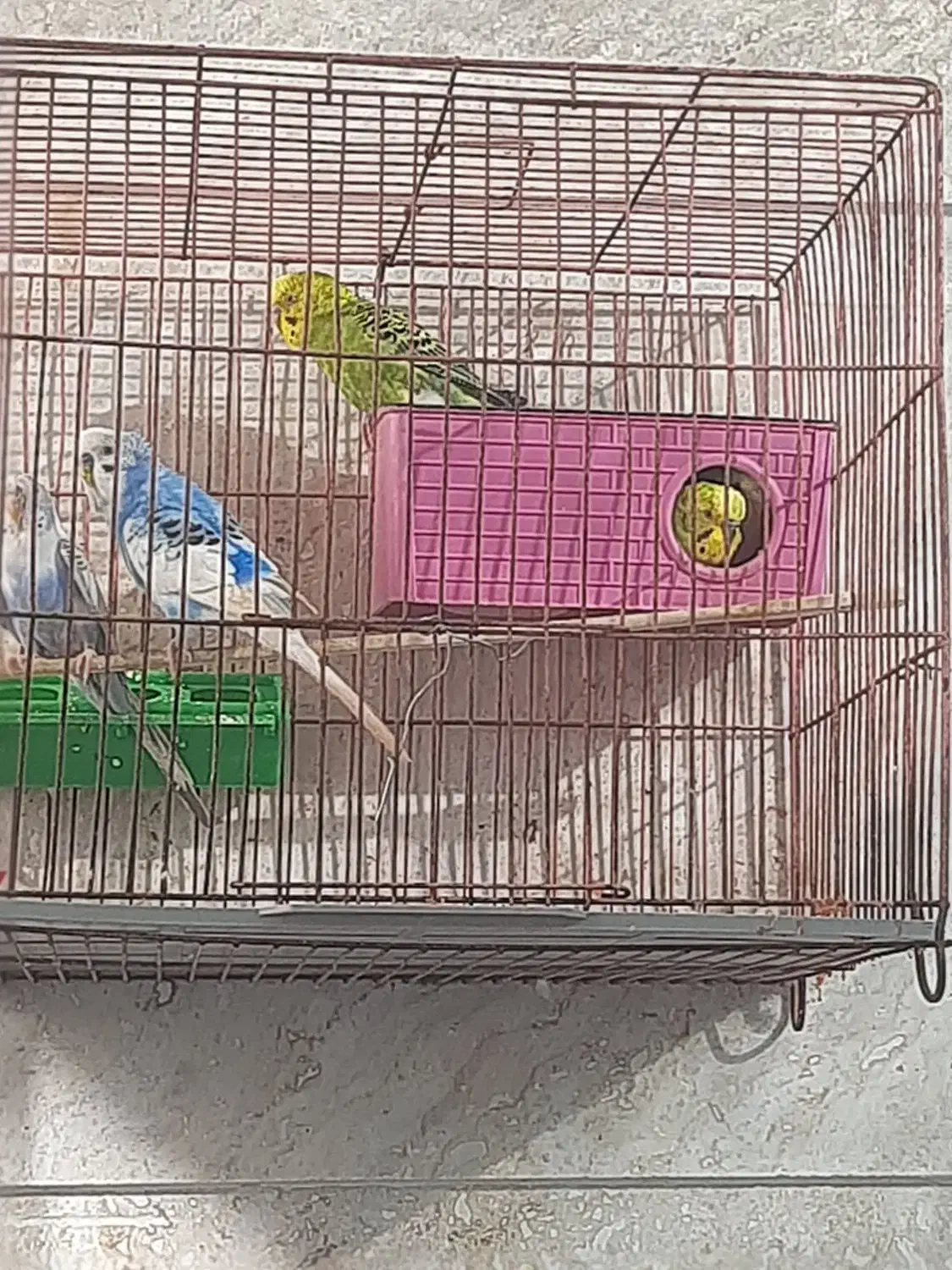 مرغ عشق سالم و بالغ و تخم گذار|پرنده|گنبد کاووس, |دیوار