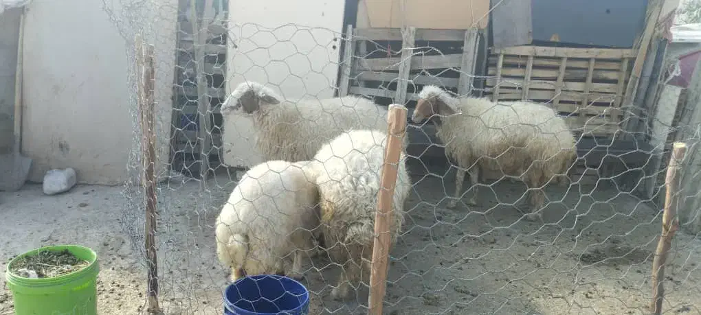 گوسفند و بره|حیوانات مزرعه|مهران (ایلام), |دیوار