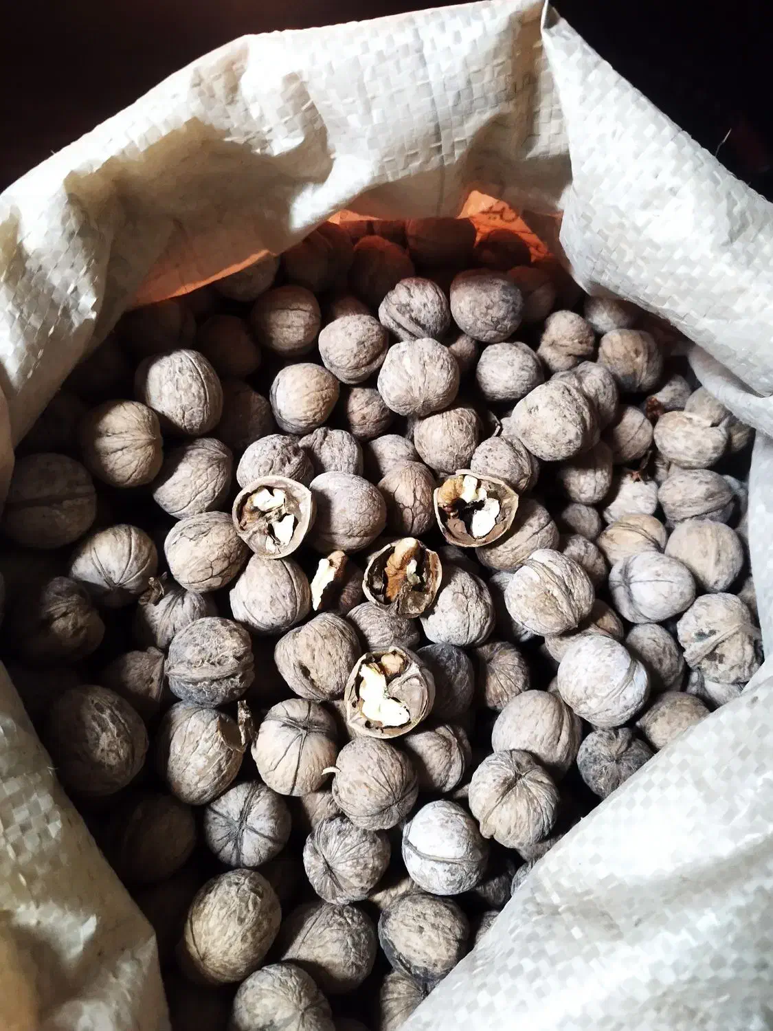 گردو|خوردنی و آشامیدنی|تهران, فرزانه|دیوار