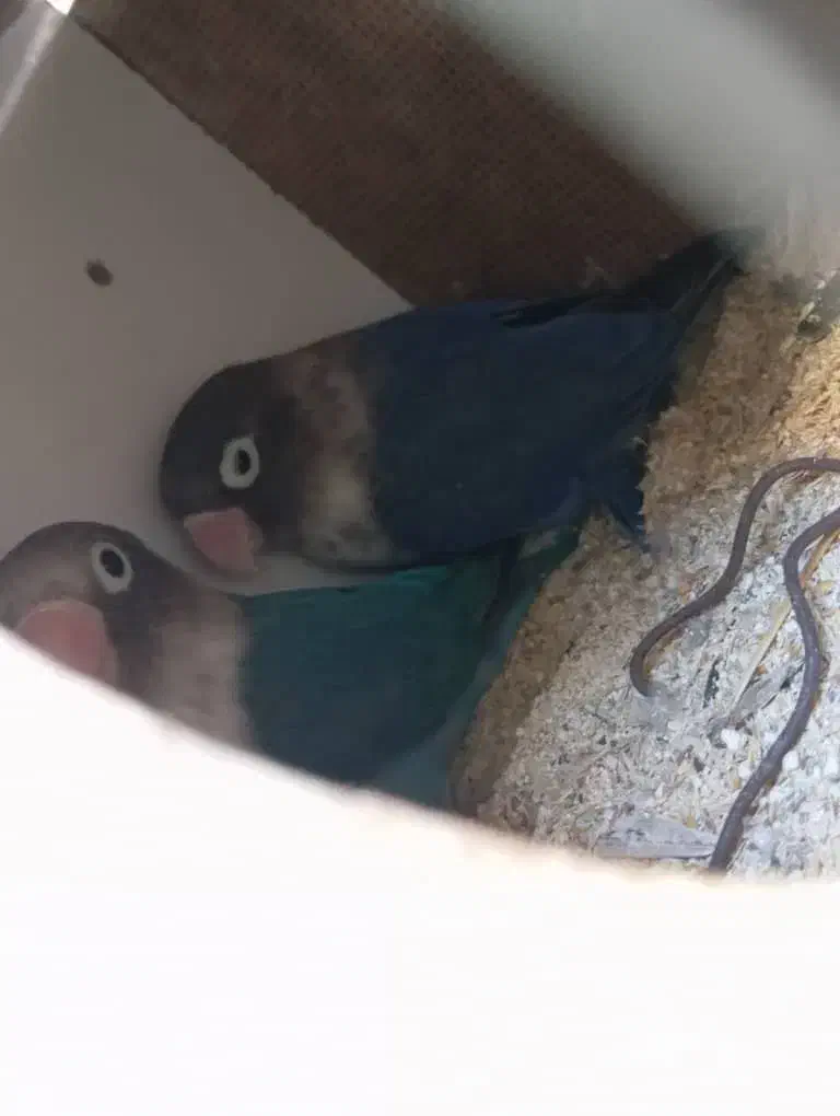 جفت طوطی برزیلی مولد|پرنده|آبپخش, |دیوار