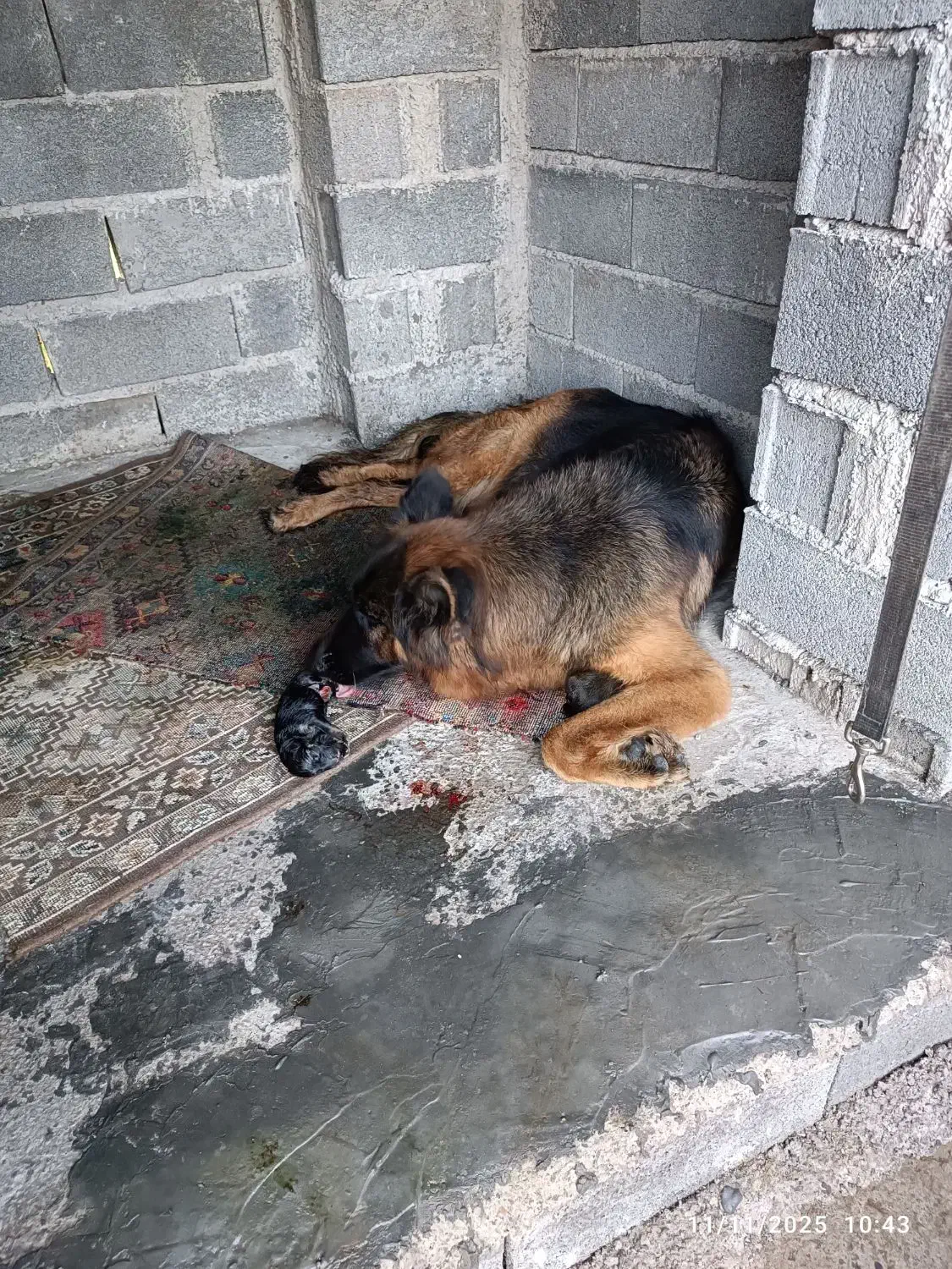 سلام سگ ژرمن اصیل|سگ|لاهیجان, آهندان|دیوار