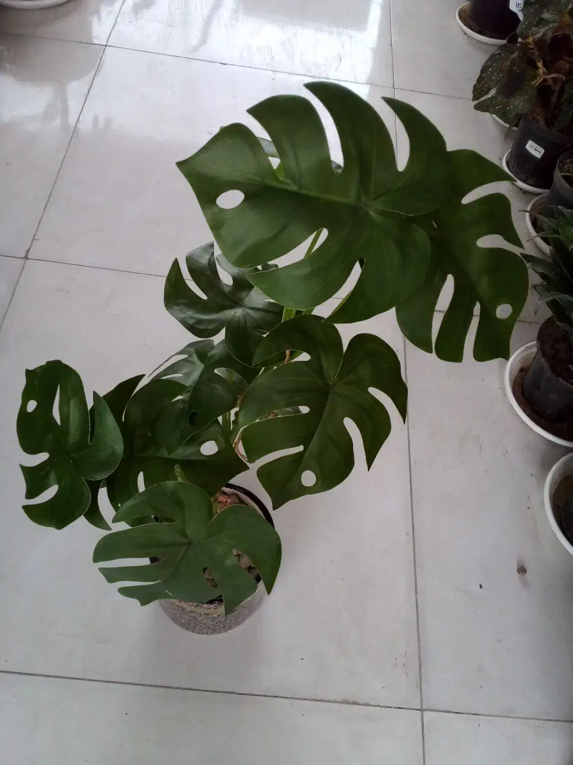 انواع گل های  طبیعی و مصنوعی  در گلکده فلورا|گل و گیاه طبیعی|مهاجران, |دیوار