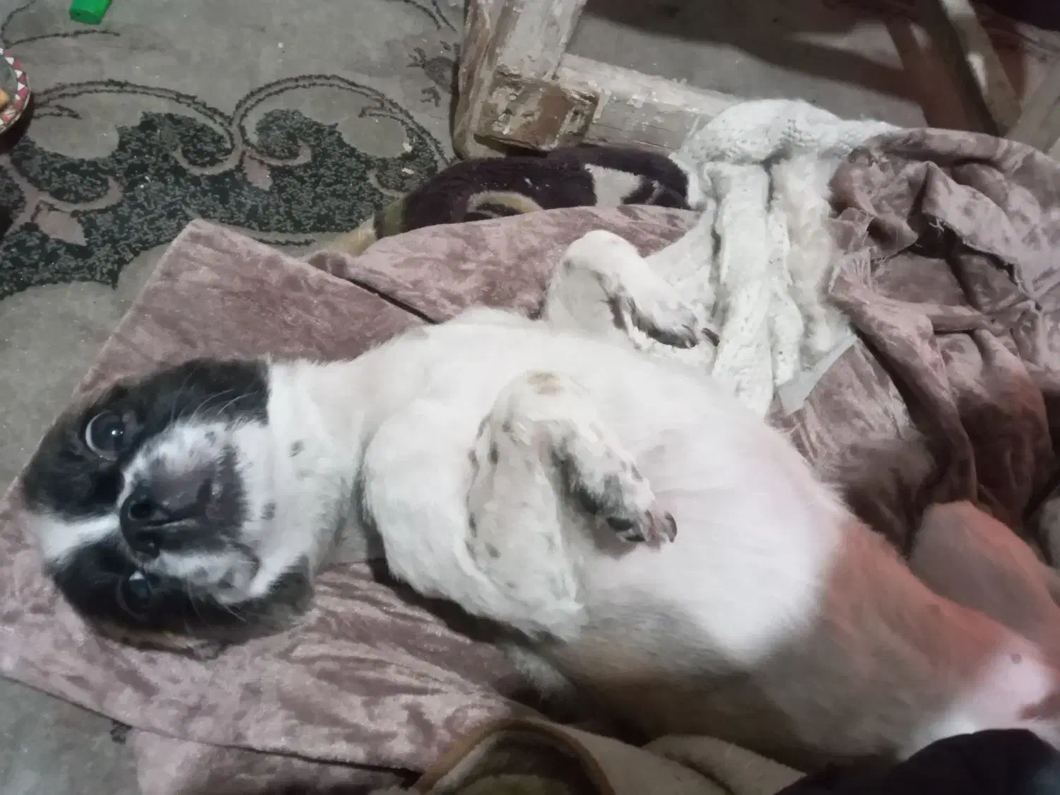 واگزاری سگ شیواوا|سگ|تهران, بیسیم|دیوار