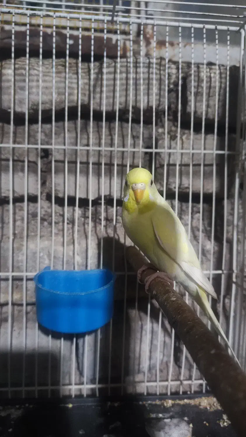 مرغ عشق|پرنده|فردوس (خراسان), |دیوار