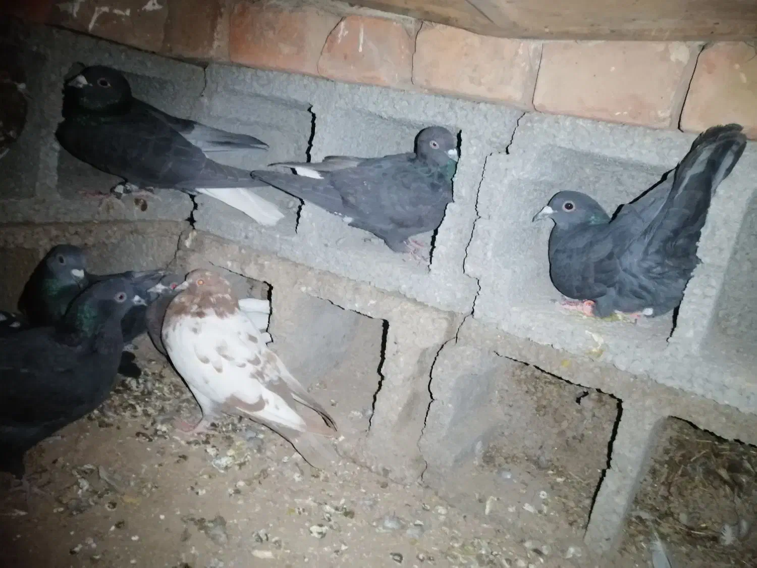 14عدد کفتر|پرنده|زرند, |دیوار