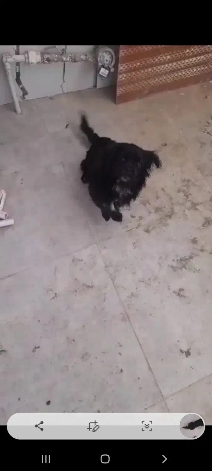 واگزاری سگ|سگ|لاهیجان, امیرشهید|دیوار