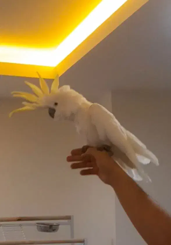 طوطی کاکادو|پرنده|کرمانشاه, |دیوار