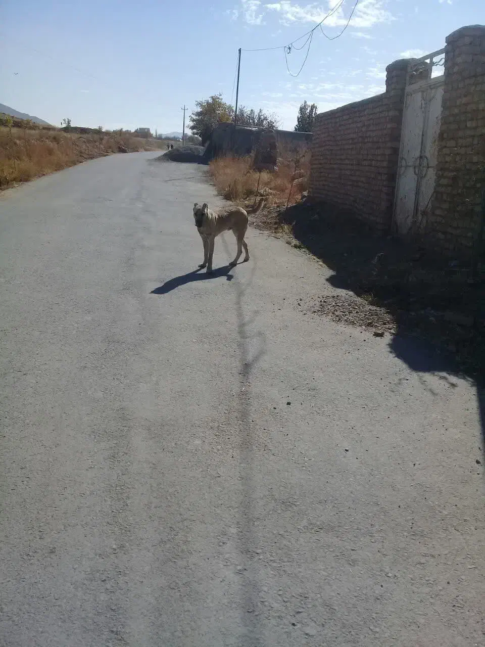 واگذاری سگ|سگ|قره چای, |دیوار