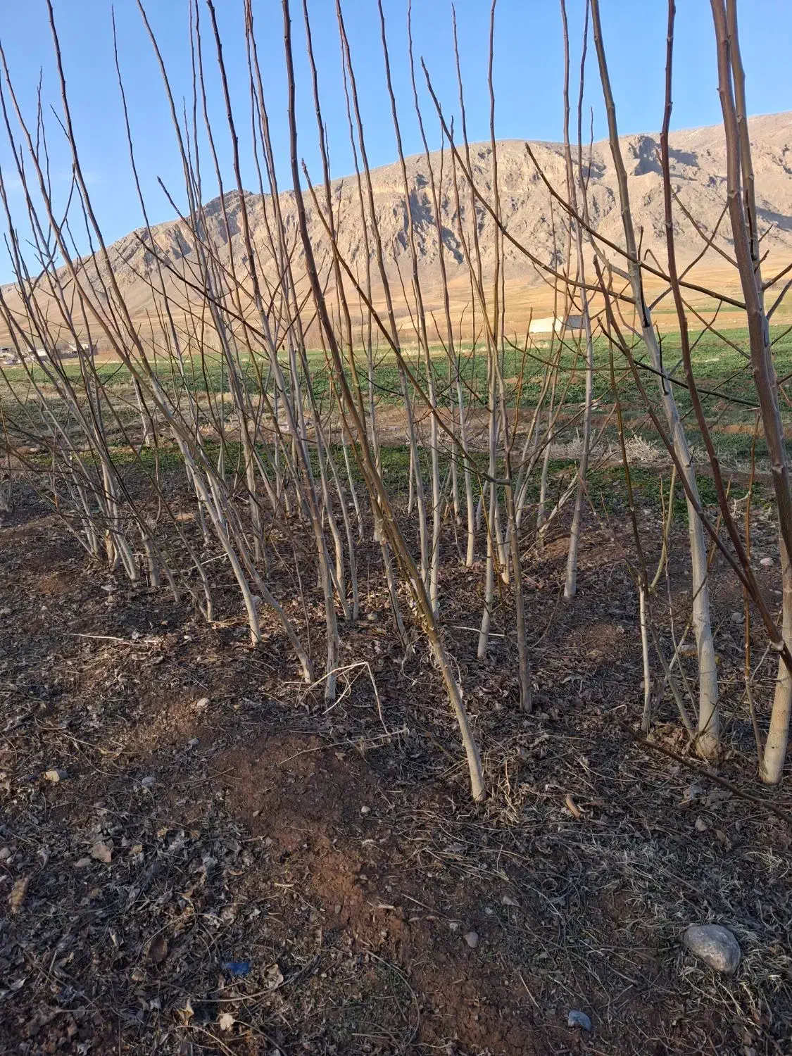 درخت گردو|خدمات باغبانی و درختکاری|فیروزآباد (لرستان), |دیوار