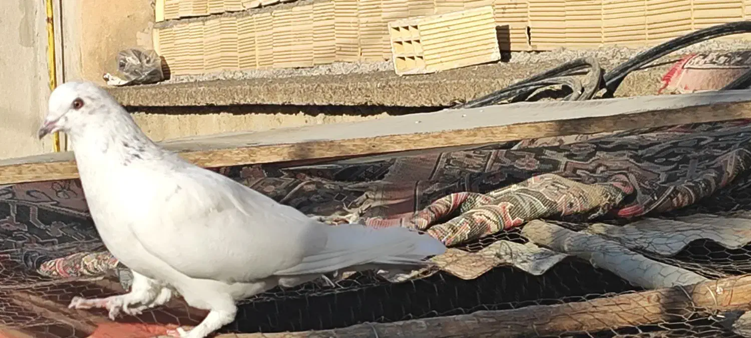 کبوتر|پرنده|الشتر, |دیوار