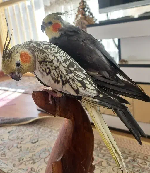 عروس هلندی جفت مولد سخنگو|پرنده|فولادشهر, B4|دیوار