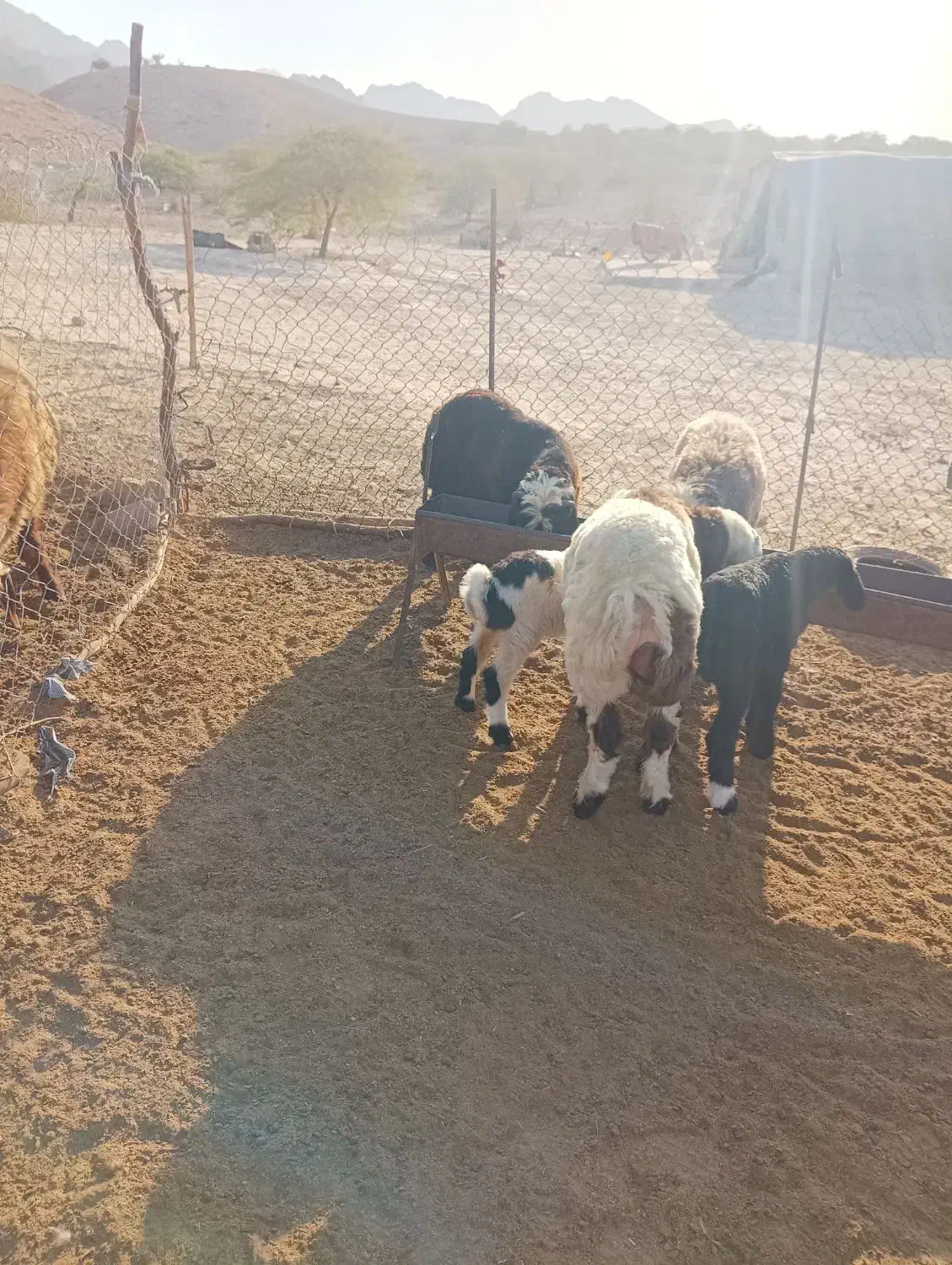 بره درجه یک|حیوانات مزرعه|خورموج, |دیوار