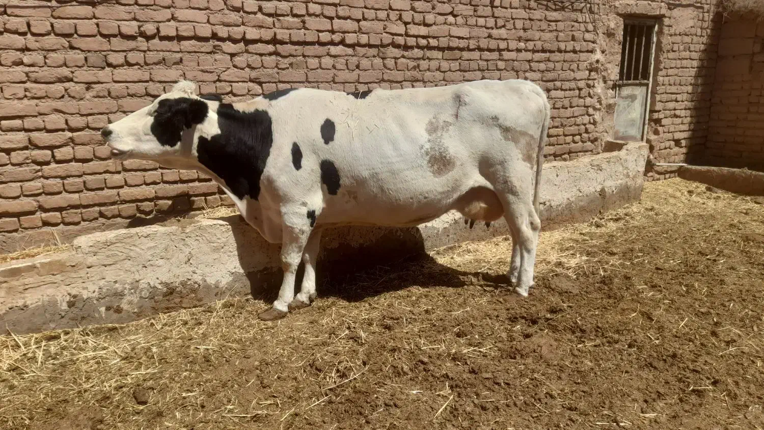 گاوشیری ابستن|حیوانات مزرعه|تربتحیدریه, بالا ولایت|دیوار