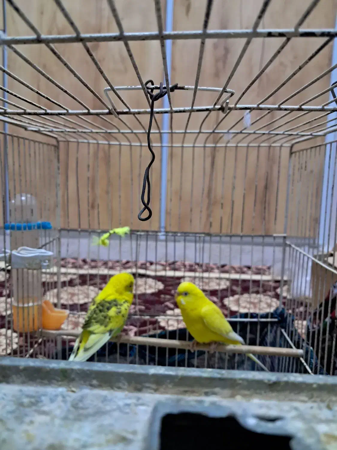 پرنده|پرنده|شوشتر, |دیوار