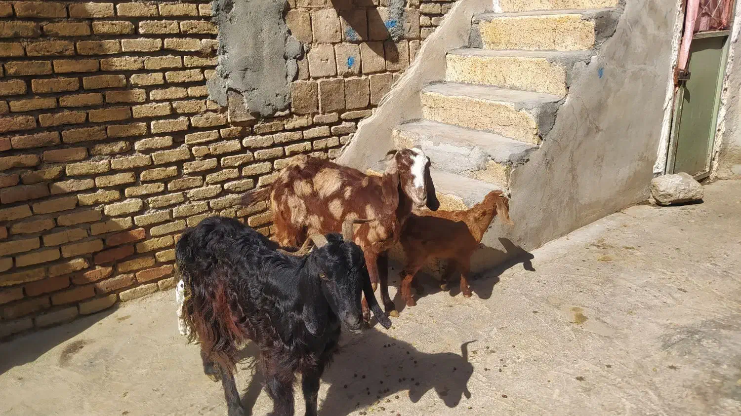 بزبزغاله|حیوانات مزرعه|کرمانشاه, |دیوار