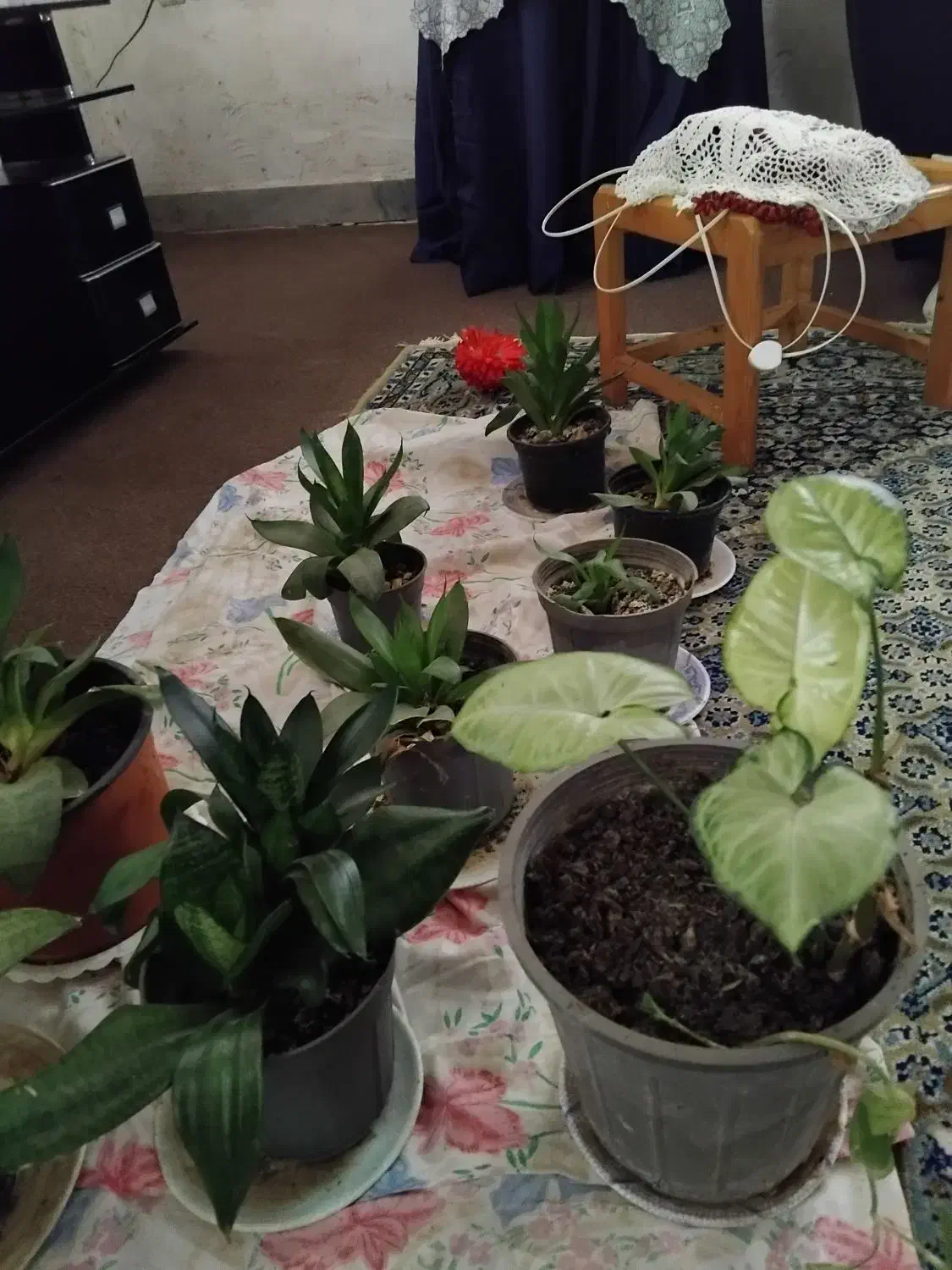 گلهای آپارتمانی|گل و گیاه طبیعی|رشت, لاکان|دیوار