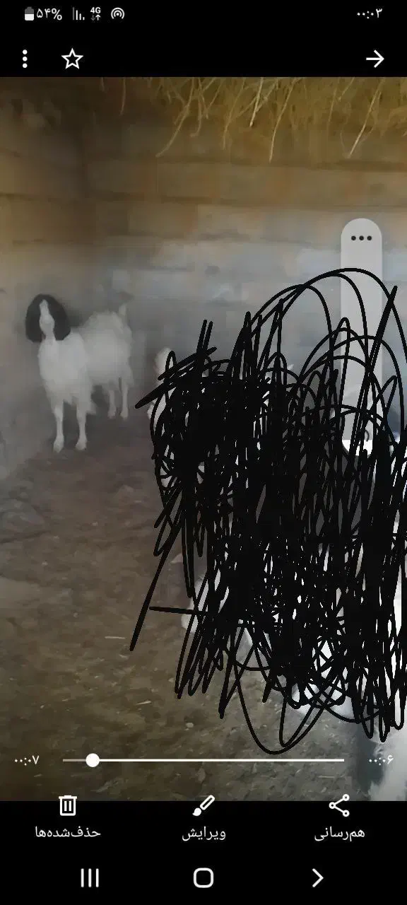 بز پاکستانی|حیوانات مزرعه|مود, |دیوار