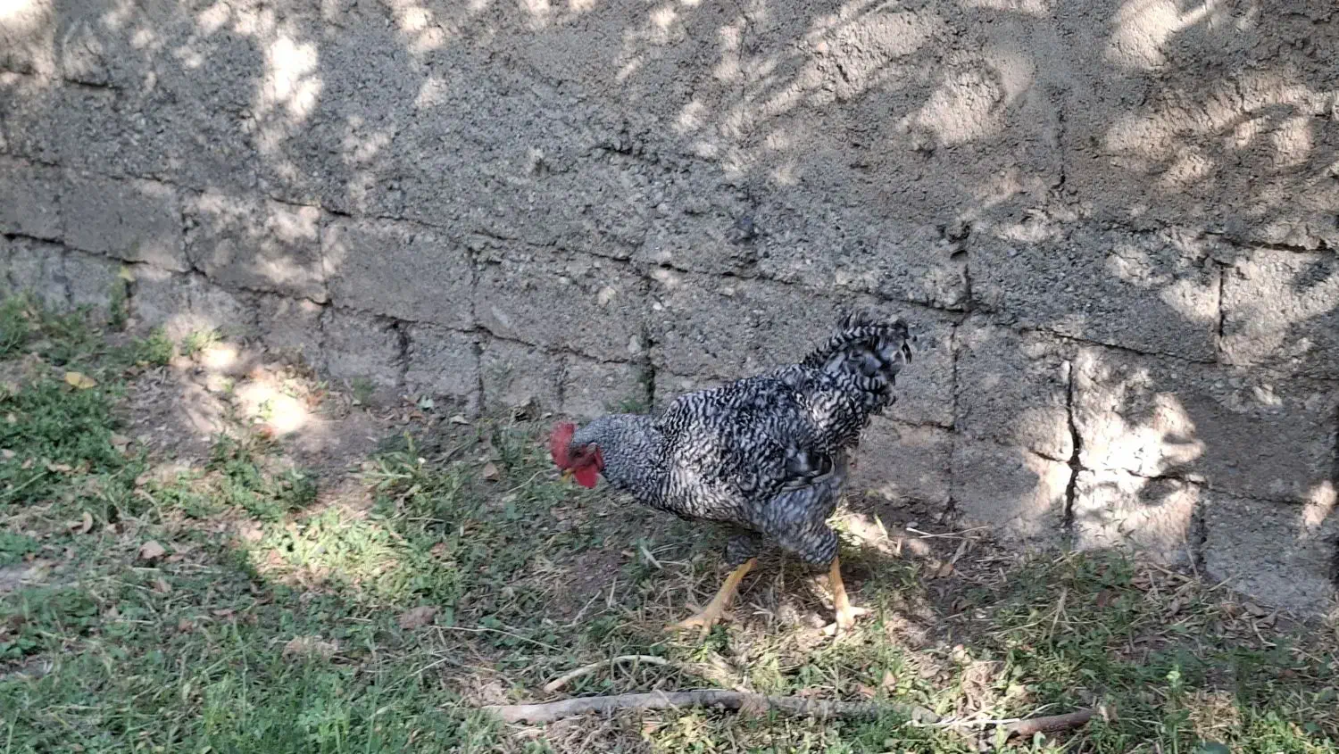 خروس اصل آمروک|حیوانات مزرعه|شاهین دژ, |دیوار