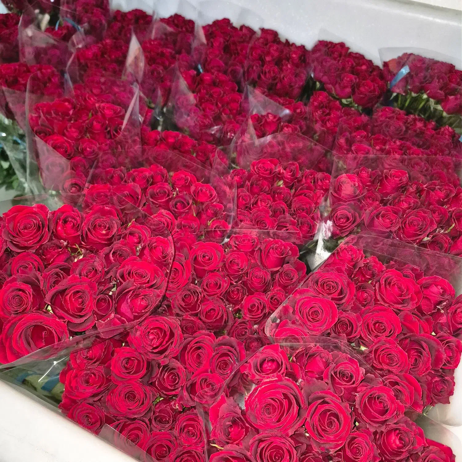 پخش بدون واسطه گل رز هلندی در تهران|گل و گیاه طبیعی|ری, بازار گل خاوران|دیوار